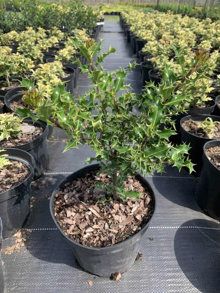 Падуб остролистный – Ilex aquifolium
