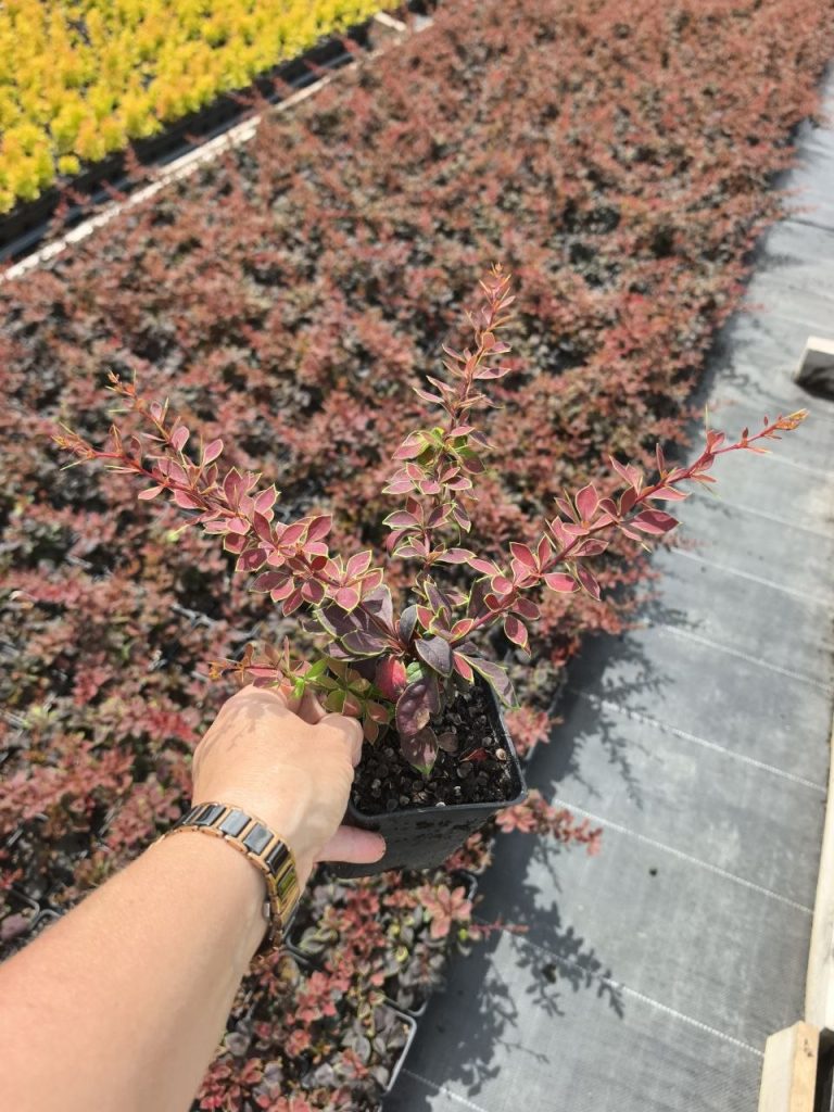 Барбарис тунберга 'Коронита' – Berberis thunb. 'Coronita'