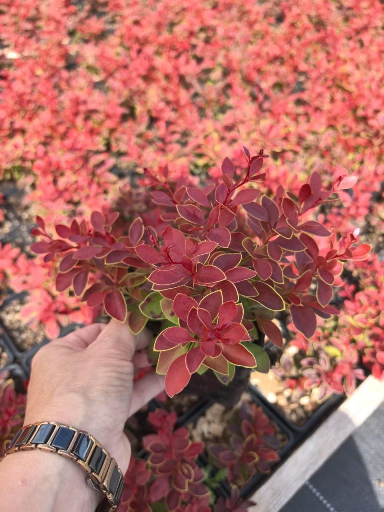 Барбарис Тунберга 'Корал' – Berberis thunb. 'Coral'