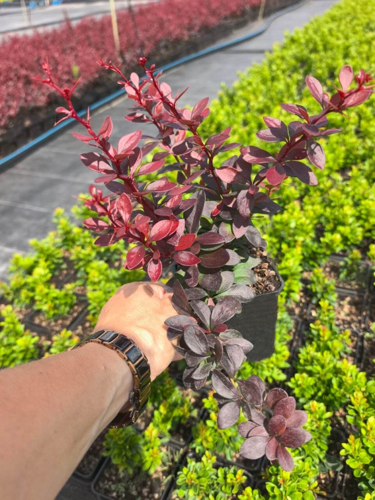 Барбарис Тунберга 'Дартс Ред Леди' – Berberis thunb. 'Dart's Red Lady'