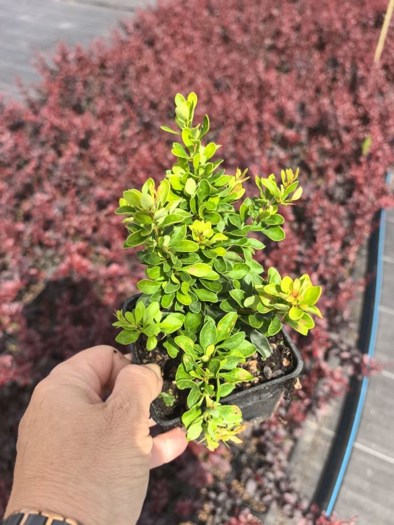 Барбарис Тунберга 'Кобольд' – Berberis thunb. 'Kobold'