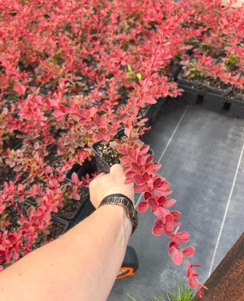 Барбарис Тунберга 'Оранж Карпет' – Berberis thunb. 'Orange Carpet'