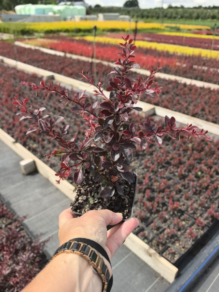 Барбарис Тунберга 'Кармен' - Berberis thunb. 'Carmen'