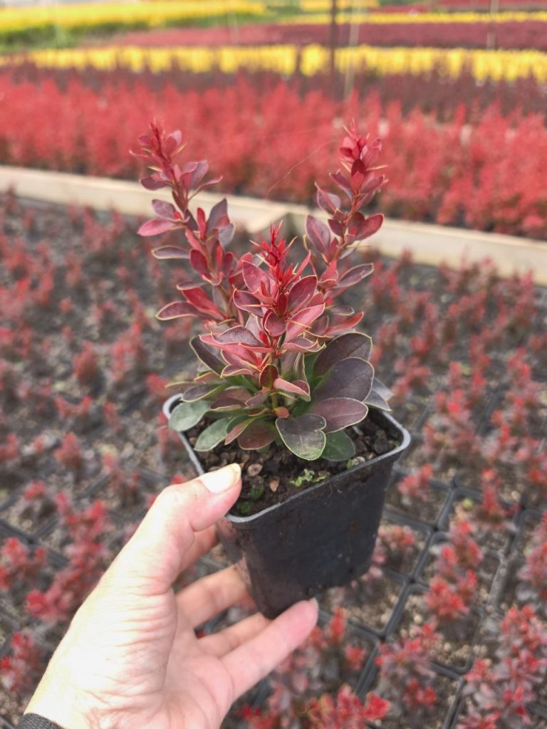 Барбарис Тунберга 'Багатель' – Berberis thunb. 'Bagatelle'