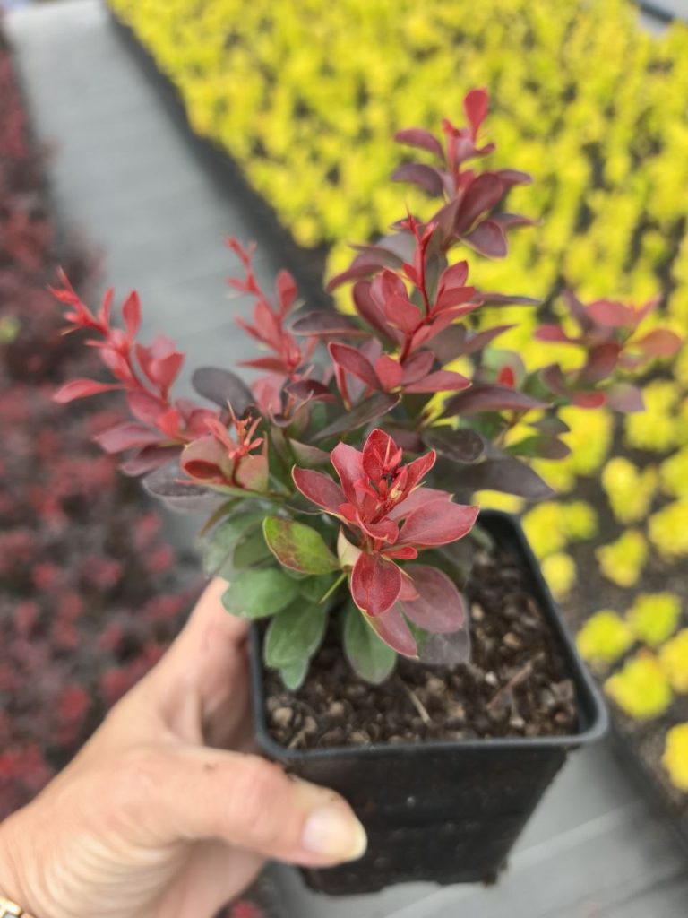 Барбарис Тунберга 'Атропурпуреа Нана' –  Berberis thunb. 'Atropurpurea Nana'