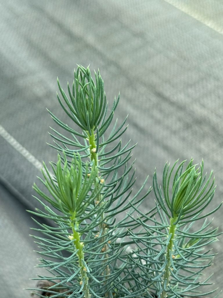 Ель колючая голубая – 'Picea pungens'