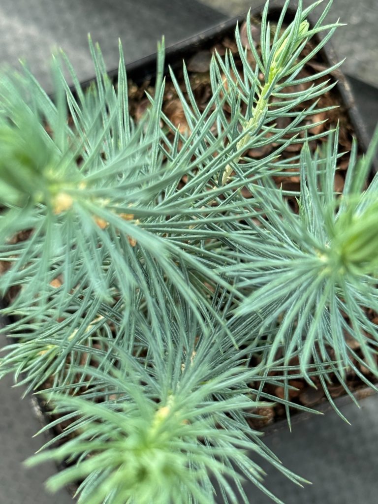 Ель колючая голубая – 'Picea pungens'
