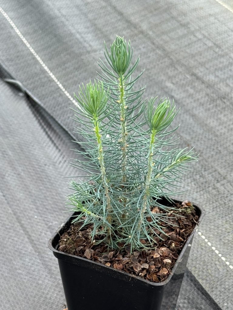 Ель колючая голубая – 'Picea pungens'