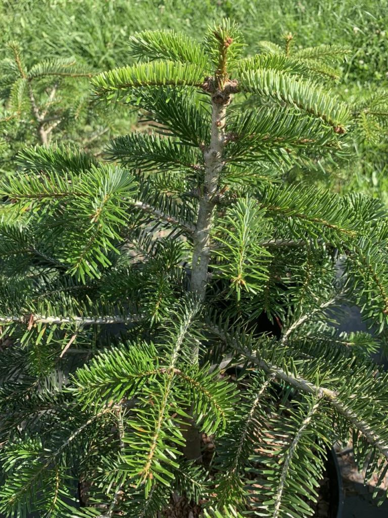 Пихта кавказская 'Нордманна' – Abies 'Nordmanniana'
