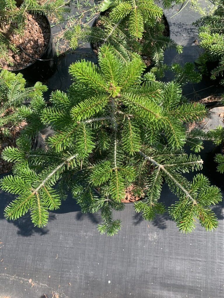 Пихта кавказская 'Нордманна' – Abies 'Nordmanniana'