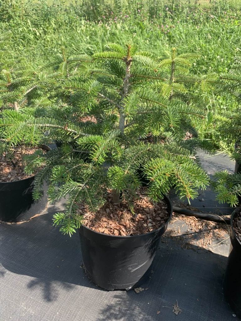 Пихта кавказская 'Нордманна' – Abies 'Nordmanniana'
