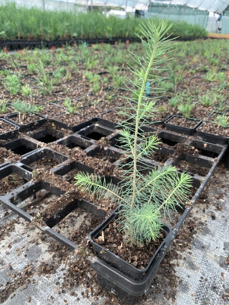 Пихта сибирская – Abies sibirica