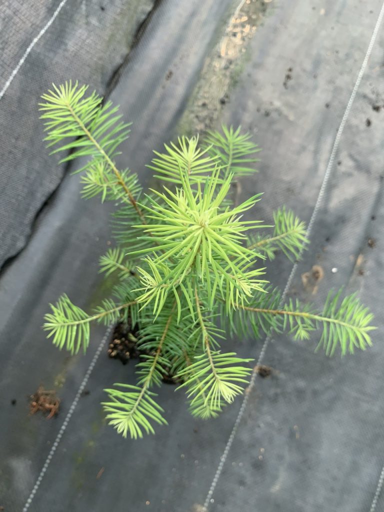 Псевдотсуга Мензиса зеленая – Pseudotsuga menziesii