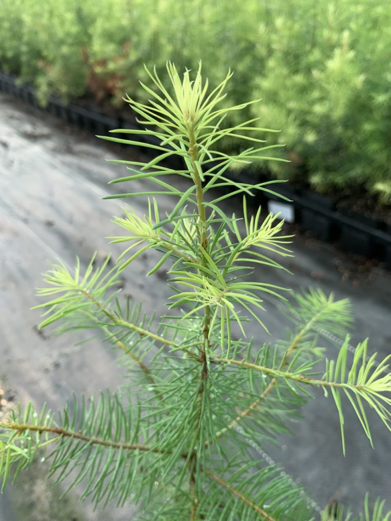 Псевдотсуга Мензиса зеленая – Pseudotsuga menziesii