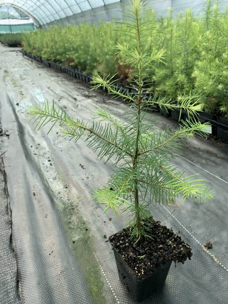 Псевдотсуга Мензиса зеленая – Pseudotsuga menziesii