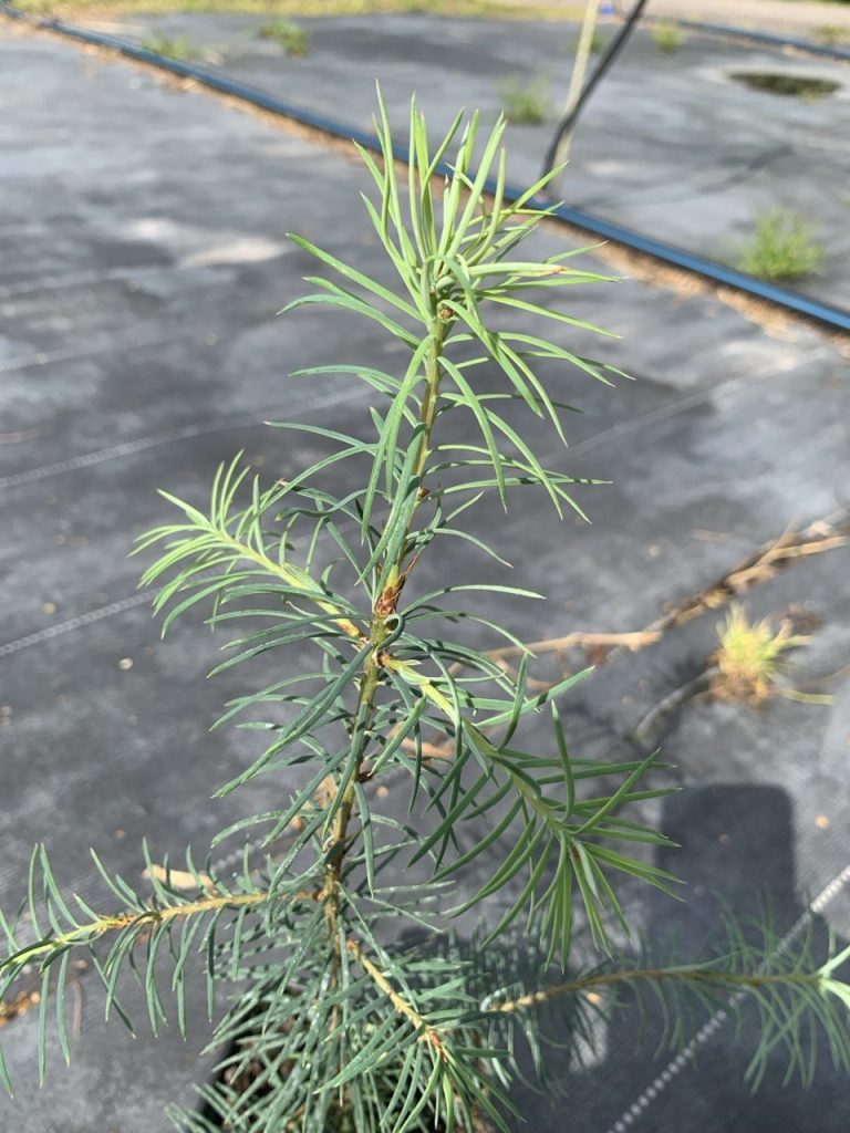 Псевдотсуга Мензиса сизая – Pseudotsuga menziesii