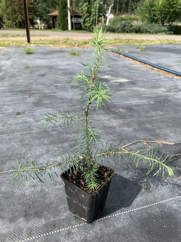 Псевдотсуга Мензиса сизая – Pseudotsuga menziesii