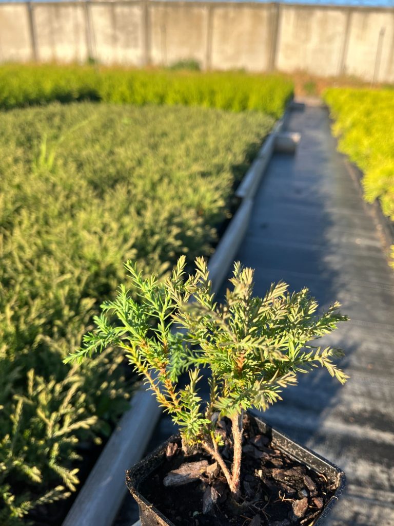 Туя западная 'Лайнсвилл' (Mr. Bowling Ball®) – Thuja occidentalis 'Linesville' (Mr. Bowling Ball®)