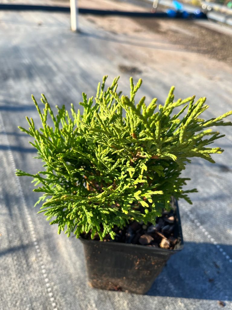 Туя западная 'Тини Тим' – Thuja occ. 'Tiny Tim'
