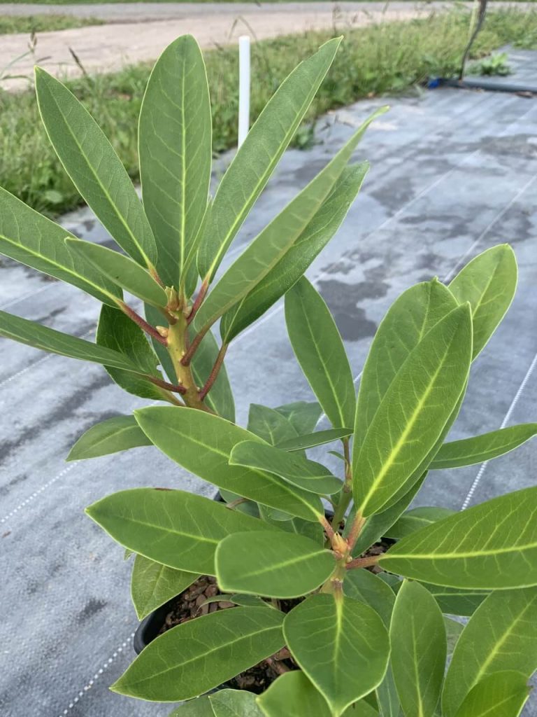 Рододендрон – Rhododendron