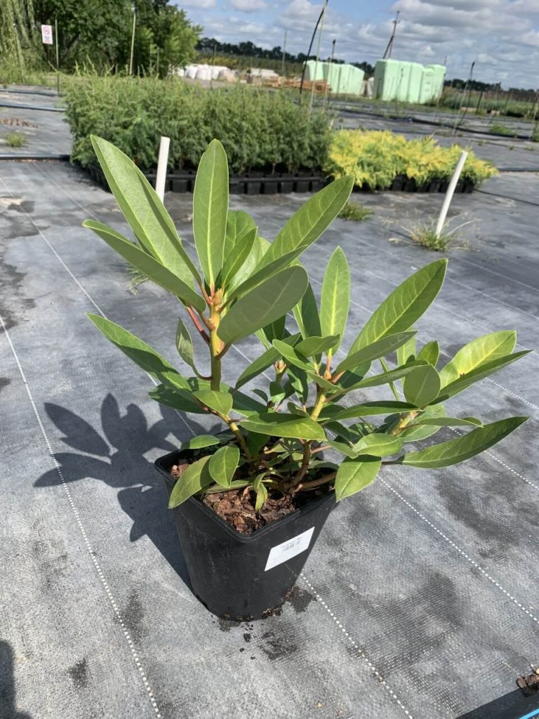 Рододендрон – Rhododendron