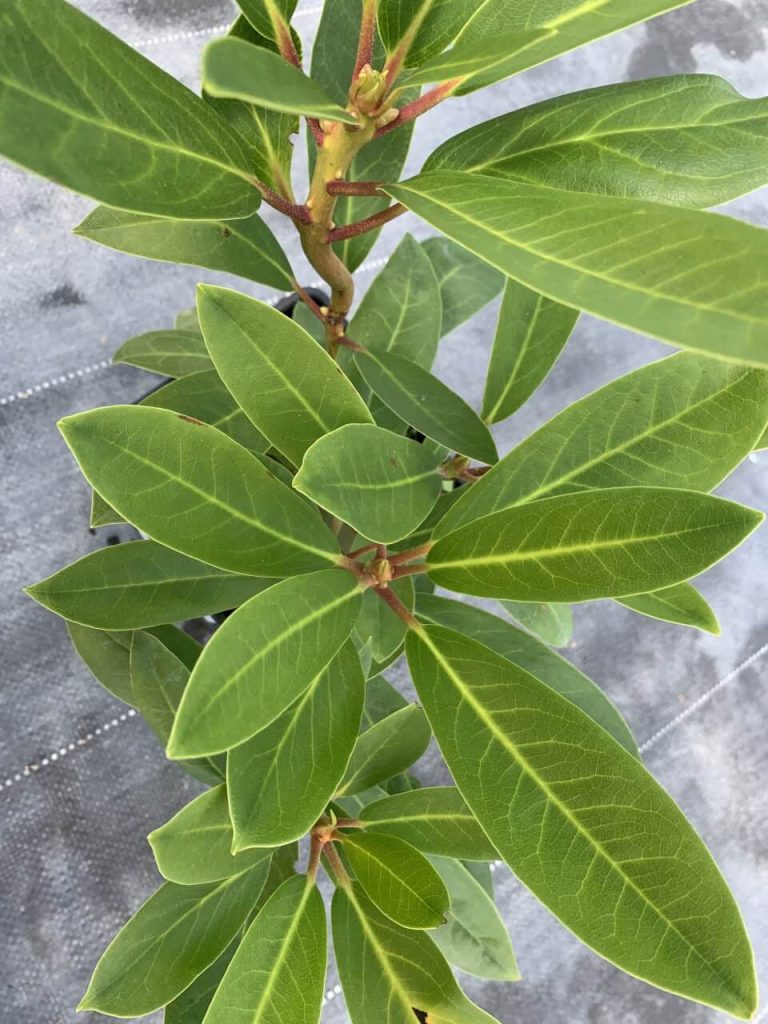 Рододендрон – Rhododendron