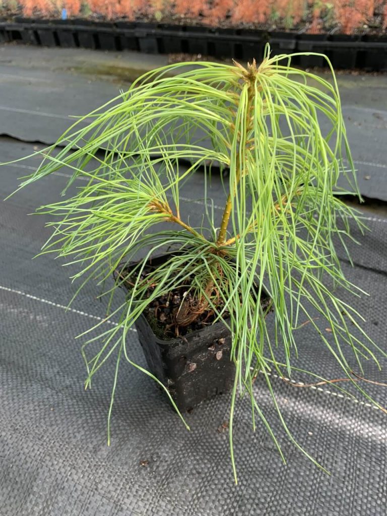 Сосна белая Армана – Pinus armandii