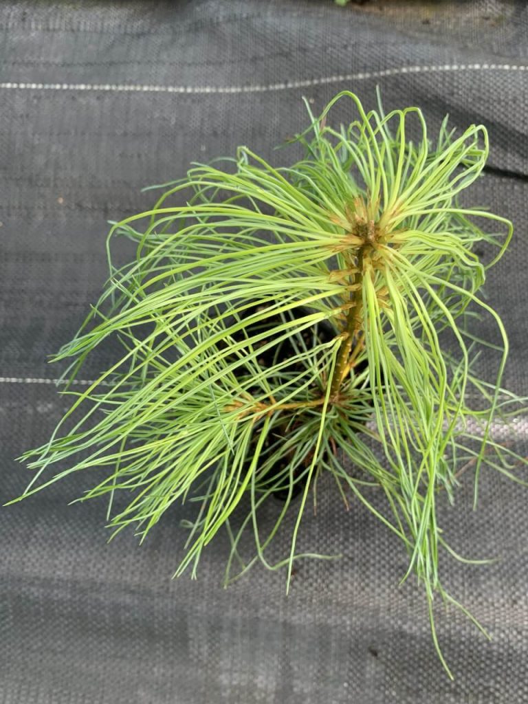 Сосна белая Армана – Pinus armandii