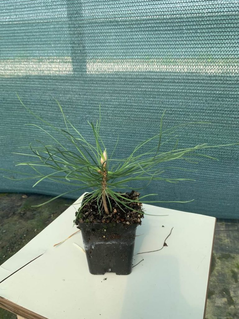 Сосна черная 'Пирамидалис' – Pinus nigra 'Pyramidalis'