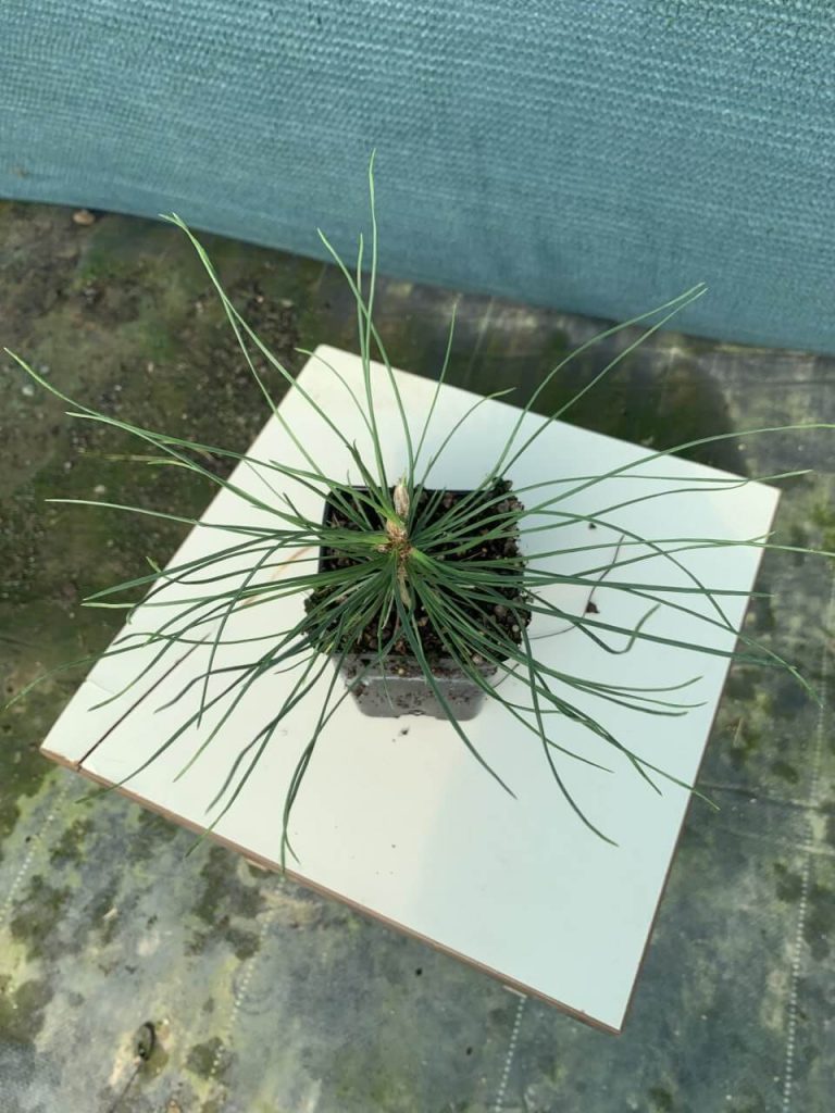 Сосна черная 'Пирамидалис' – Pinus nigra 'Pyramidalis'