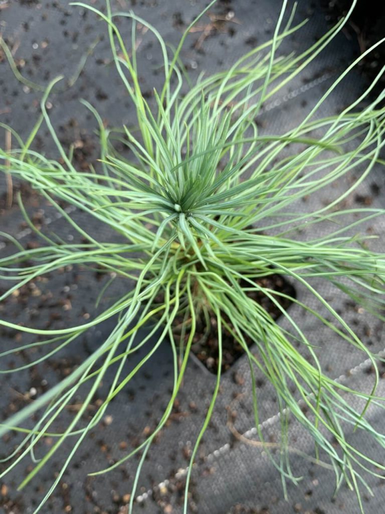 Сосна гималайская – Pinus wallichiana