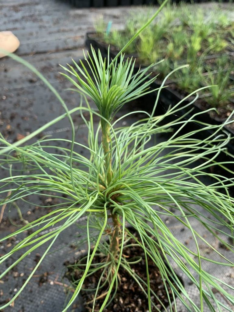 Сосна гималайская – Pinus wallichiana