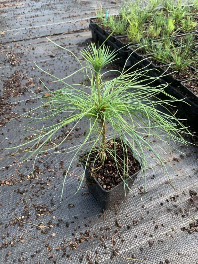 Сосна гималайская – Pinus wallichiana