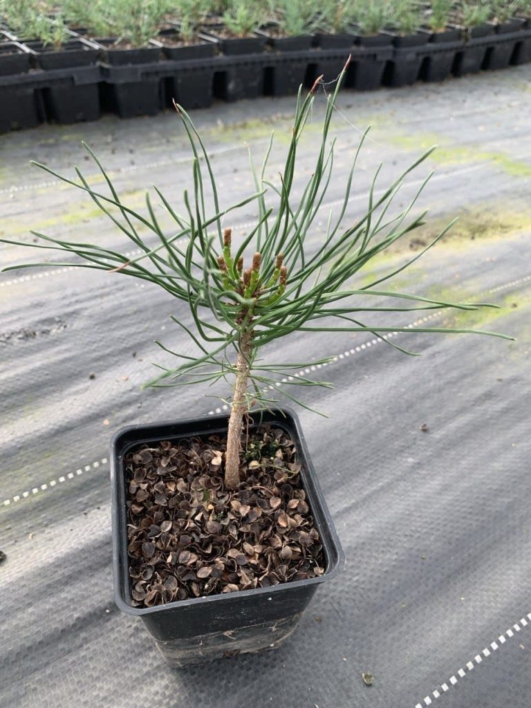 Сосна горная 'Пумилио' – Pinus mugo 'Pumilio'