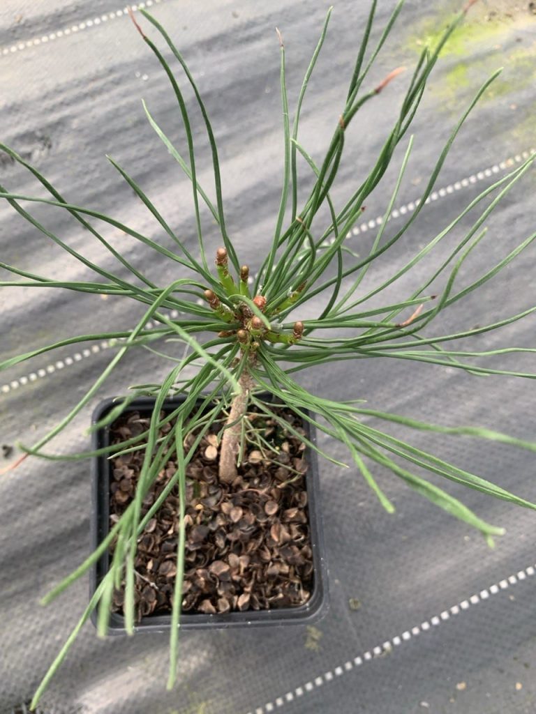 Сосна горная 'Пумилио' – Pinus mugo 'Pumilio'