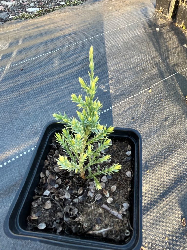Сосна обыкновенная 'Pinus sylvestris'