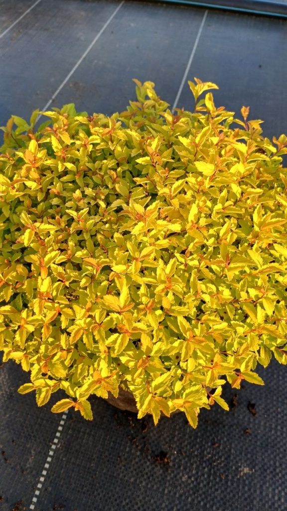 Спирея японская 'Зен Спирит Голд' – Spiraea japonica 'Zen Spirit Gold'