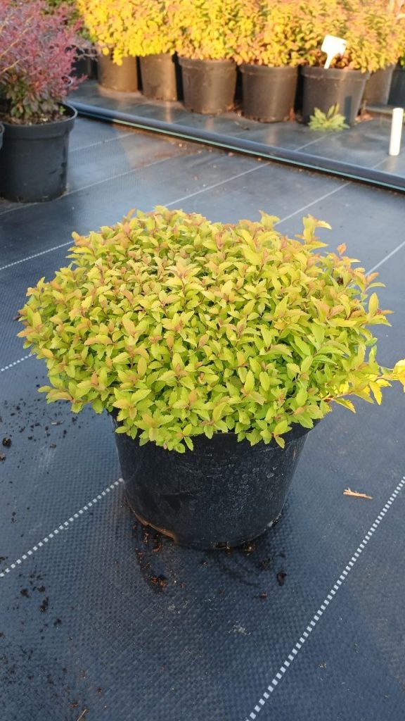 Спирея японская 'Зен Спирит Голд' – Spiraea japonica 'Zen Spirit Gold'