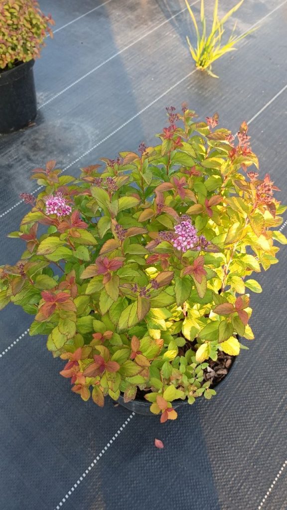 Спирея японская 'Зен Спирит Карамель' – Spiraea japonica 'Zen'Spirit Caramel'
