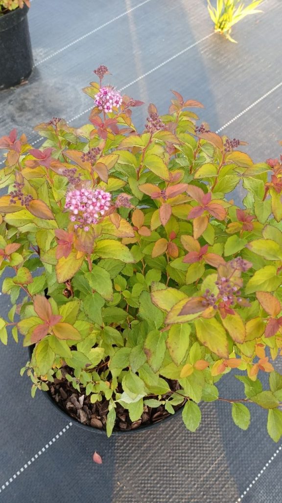 Спирея японская 'Зен Спирит Карамель' – Spiraea japonica 'Zen'Spirit Caramel'