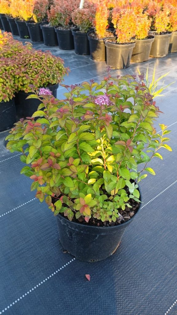 Спирея японская 'Зен Спирит Карамель' – Spiraea japonica 'Zen'Spirit Caramel'