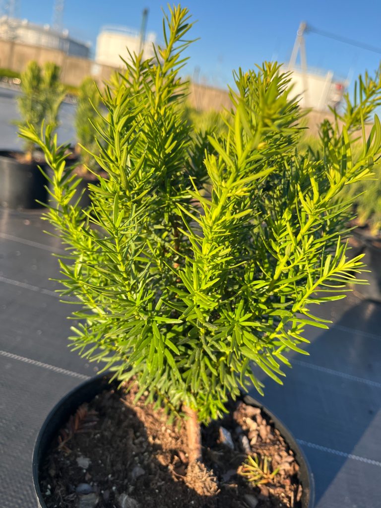 Тис средний 'Денсиформис' – Taxus media 'Densiformis'