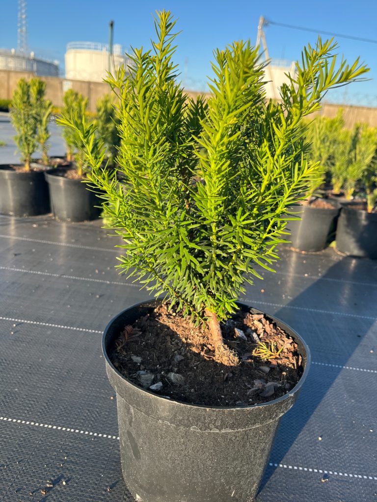 Тис средний 'Денсиформис' – Taxus media 'Densiformis'