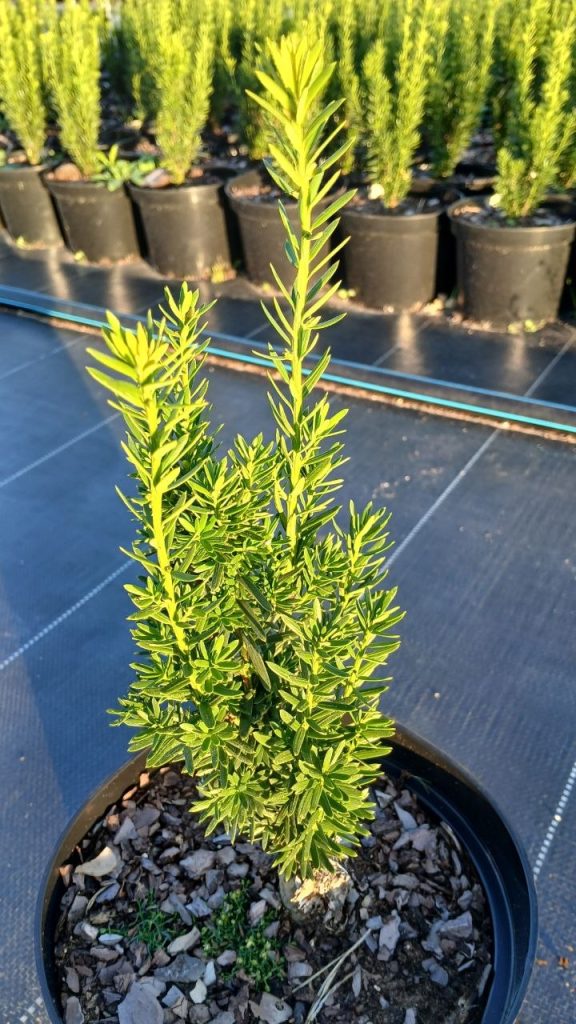 Тис средний 'Хиллии' – Taxus media 'Hillii'