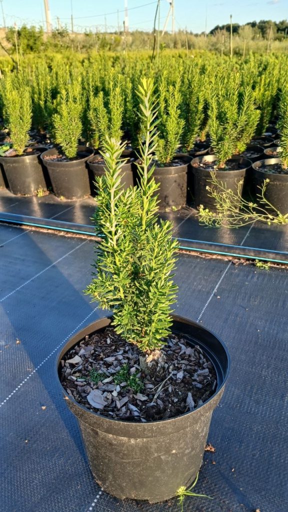 Тис средний 'Хиллии' – Taxus media 'Hillii'