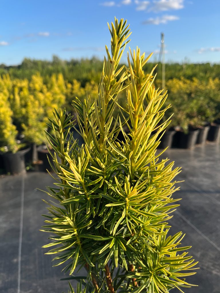 Тис ягодный 'Фастигиата Ауреа' – Taxus baccata 'Fastigiata Aurea'