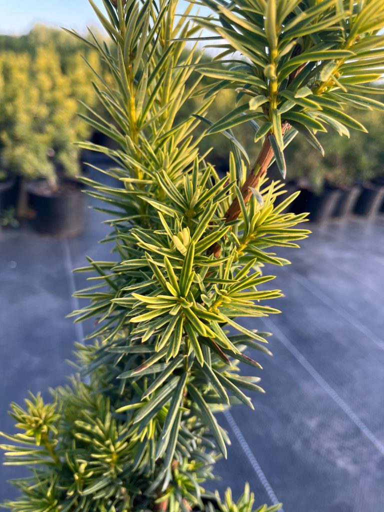 Тис ягодный 'Фастигиата Ауреа' – Taxus baccata 'Fastigiata Aurea'