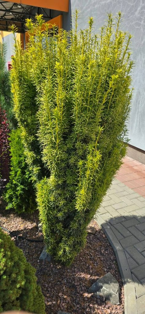 Тис ягодный 'Фастигиата Ауреа' – Taxus baccata 'Fastigiata Aurea'