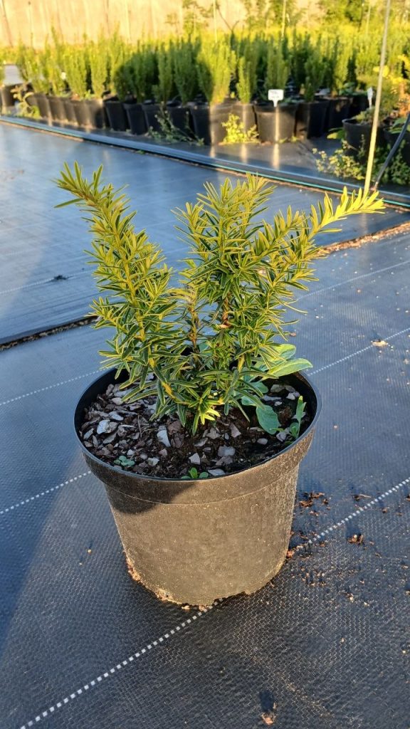 Тис ягодный 'Саммерголд' – Taxus b. 'Summergold'
