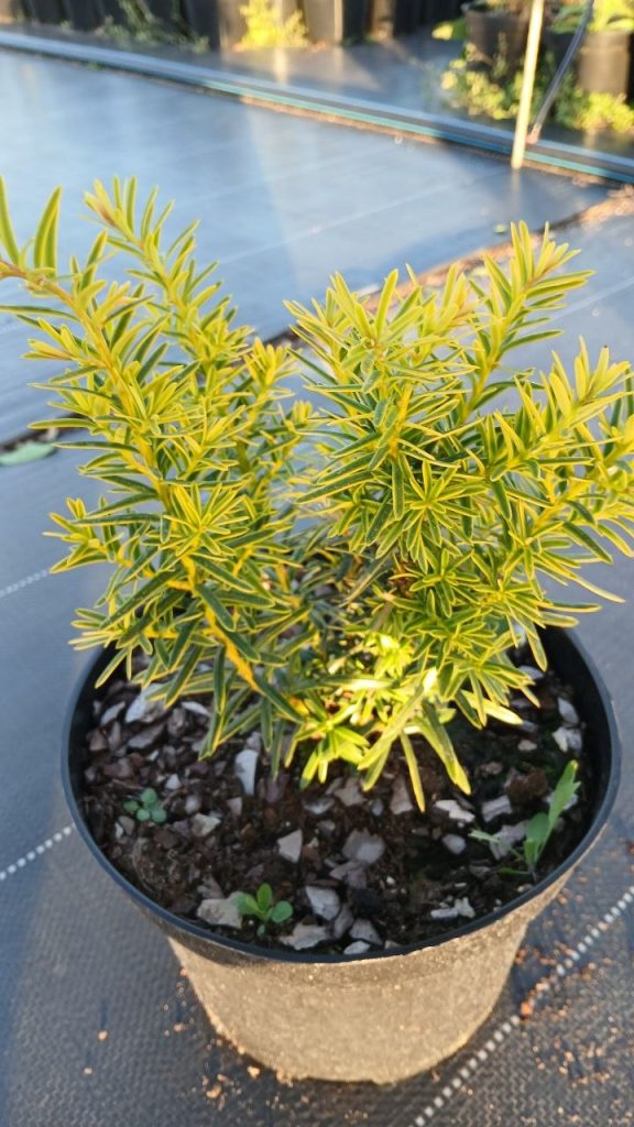 Тис ягодный 'Саммерголд' – Taxus b. 'Summergold'